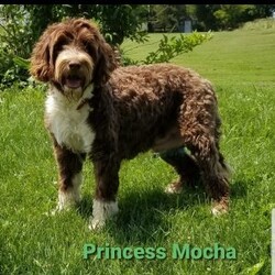 Princess/Portuguese Water Dog/Female /13 Weeks,Check out Princess, a sweet Portuguese Water Dog pup who is ready to find her forever home! Princess is vet checked and up to date on shots and wormer. Princess can be registered with the AKC, plus comes with a genetic health guarantee provided by the breeder! Princess is being family raised and is well socialized, and great with children, making her a perfect addition to your family home! If you would like more information on Princess, please contact Beth Weaver today!