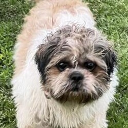 Adopt a dog:Theodore/Shih Tzu/Male/Adult,*FAMILIES INTERESTED IN THEODORE MUST HAVE ANOTHER DOG AND A FENCED IN YARD*

This sweet boy is ready to be a loved pet! Theodore is a 7 year old neutered male Shih Tzu who weighs 21 lbs. Theodore came to All 4 Paws from a commercial kennel after he was no longer wanted for breeding purposes. Now safe in his foster home, Theodore is slowly learning what the life of a cherished indoor pet is like and he's loving every minute of it! Theodore doesn't have a mean bone in his body and is quickly learning to trust those around him. He's got a lot of personality, an adorable smile, and is adapting to his new lifestyle pretty quickly! Being around other dogs seems to give him comfort and he instantly perks up and wags his tail when his canine foster siblings are around. Theodore has never been on leash before so he will need a home with a physically fenced in yard so he can safely enjoy the outdoors. He loves wandering around on the grass and exploring - something he's never been able to do before now! We have no doubt Theodore will flourish in his forever home... all he needs is a patienct and compassionate family to give him a chance. Please help us find Theodore the forever home he's been waiting his entire life for! 

Interested in adopting? Take the first step and complete an adoption application on our website: https://www.all4pawsrescue.com/
We are a foster based organization, so we do not have a facility to visit. Please read our FAQs to learn more: https://www.all4pawsrescue.com/faq
Follow us on Facebook for foster updates and a full list of our adoptable pets: https://www.facebook.com/all4pawsrescue/