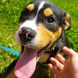 Adopt a dog:Marlin /Greater Swiss Mountain Dog/Male/Baby,Marlin is a spunky little puppy, he is super sweet but he is smart and  will see what he can get away with. He is funny and very affectionate. Marlin does well with other dogs his age, and is respectful of adult dogs, he is interested but respectful of the cat, and he would do fine in a home with children of any age. He is learning to walk in a harness, is working on but catching on quickly to crate and housetraining as long as he is on a schedule. He would make a great hiking companion!! If you are interested in adopting a UCC dog in need please visit our website www.ulstercountycanines.com to submit an adoption application, we will respond via email with meet and greet times. Follow us on Facebook for daily adoption updates! https://www.facebook.com/UlsterCountyCanines845