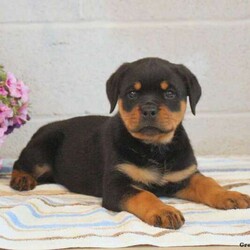 Skylar/Rottweiler/Female /10 Weeks,Meet Skylar, an outgoing Rottweiler puppy who loves to run and play! This friendly gal is well socialized and family raised with children. Skylar can be registered with the AKC and ACA, plus comes with a health guarantee provided by the breeder. She is vet checked and up to date on shots and wormer. To learn more about Skylar and all that she has to offer, please contact the breeder today!