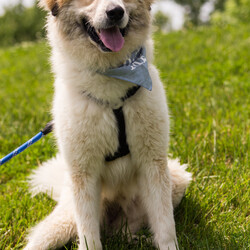Adopt a dog:Percy/Great Pyrenees/Male/Young,Percy is a 1 year, 72 lb Great Pyrenees mix. He is a very friendly boy who loves people. He walks gently on a leash, loves to be pet and readily accepts handling. He is gentle in play, but does like to jump on you and mouths you softly. Percy will sit, shake and come when instructed. He likes to meet other dogs.

PAW places animals in the Washington, DC/Baltimore Metropolitan areas only.