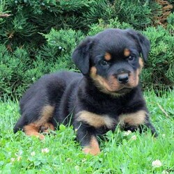 Ariadne/Rottweiler/Female /7 Weeks,Check out Ariadne! She is a nice looking Rottweiler puppy with a playful spirit! This friendly gal is family raised and enjoys getting lots of love and attention from the children. She can be registered with the AKC, plus comes with a health guarantee provided by the breeder. Ariadne is vet checked and up to date on shots and wormer. To learn more about this outstanding pup, please contact the breeder today!