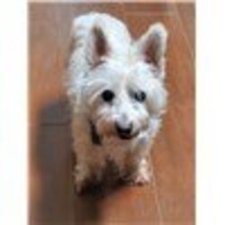 Adopt a dog:me/West Highland White Terrier / Westie/Male/Senior,Col. Potter Cairn Terrier Rescue
www.cairnrescue.comI am the luckiest dog in the world! Somehow I wound up in an animal shelter awaiting my lonely fate when Col. Potter noticed my lovely visage online and rescued me on a holiday weekend before my time ran out. While I am no spring chicken, I am charming everyone I meet. I promise you there aren't any other dogs like me in the entire world. I don't even bark. I will do the westie talk when I am motivated though. I love to snuggle after dinner on the couch with my foster Mom. I get along well with three other cairns (Mom says they are my cousins). I get along well with everyone. I am an all around good guy. I am working on my potty schedule manners wearing a belly band currently. (Hey, I was on the streets, I am working on it, I promise). I am getting over some dental work and a runny nose, but the doctors say for my age (18 yrs old) I am in fantastic shape. If you are looking for a charming companion consider me, I won't let you down! -G. JackFOR LOTS MORE INFORMATION ON G. Jack ENTER OR COPY THIS LINK ONTO YOUR WEB BROWSER:https://www.cairnrescue.com/store/dogs/
G Jack is being fostered in Hampton, VA in a PRIVATE FOSTER HOME but we allow our dogs to be adopted out all over the United States and Canada!LEARN OUR 'ADOPTION FAQS': Any questions that you may have about our adoption process, fees, transporting a dog, and our policy not to adopt to families with small children, can be answered at our main website or going directly to this link:
https://www.cairnrescue.com/service/faq/
IT IS RECOMMENDED THAT YOU READ THE FAQ'S BEFORE COMPLETING AN APPLICATION. ADOPTION APPLICATION LINK: https://www.cairnrescue.com/adoption-application/
MEET ALL OF OUR AVAILABLE CAIRNS : https://www.cairnrescue.com/store/dogs/
**** FOSTER HOMES NEEDED! ****
YOU can make a huge difference by fostering just one dog. ONE dog, ONE time a year = ONE life that could be saved! Each and everyday we have the opportunity to save more Cairns in need, but we can't do it if we don't have the Foster Homes to place them in. Would you like to learn more on how you can help? 'Saving just one dog won't change the world, but it surely will change the world for that one dog.' 6/14/22 11:54 PM