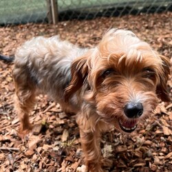 Adopt a dog:Mimi/Yorkshire Terrier/Female/Adult,hi Mimi!

This cutie patootie is a 6  year old Yorkie / Poodle mix. She was surrendered with her puppy by her Lancaster breeder. She was no longer needed or wanted.

Mini is pretty fantastic. She can be shy / nervous on the leash, but sit down with her and she will run around - zoomies for days.  She is a happy, silly and friendly little pup that will hop on your lap and give kisses. She is a fun dog that would do well with just about any home. 

Mimi would do well with another social dog in a home. She would need to meet any resident dogs.

She will come spayed, vaccinated, dewormed, microchiped and 4dx tested. She is also scheduled for a dental. 

**If you are serious about adoption, please fill out the adoption application on our website www.phoenixanimalrescue.com Her adoption fee is $450**