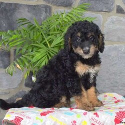 Hank/Mini Bernedoodle									Puppy/Male	/8 Weeks,Meet Hank! This spunky Miniature Bernedoodle can’t wait to join his forever family! Hank is vet checked and up to date on shots and wormer. He is well socialized being family raised with children, plus comes with a health guarantee provided by the breeder. If you want more information on Hank and how to make him your own, please contact Daniel today!