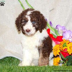 Buster/Standard Poodle									Puppy/Male	/8 Weeks,Meet Buster, a sweet and lovable Standard Poodle puppy ready to be your new best friend! This charming pup is vet checked and up to date on shots and wormer. Buster can be registered with the AKC and comes with a health guarantee provided by the breeder. To find out more about this family raised and well socialized pup, please contact Sam today!