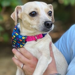 Adopt a dog:Fiona/Chihuahua/Female/Adult,Fiona - 2 year old Chihuahua
This small baby girl is a bit shy and timid, but not a mean bone in her body. She likes to be held and snuggled. Fine with other animals, preferably no kids under 12. She is spayed, UTD on vaccines, and crate trained.