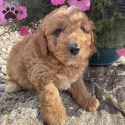 Tigger/Mini Goldendoodle									Puppy/Male	/6 Weeks,Tigger is a lovely male Mini Goldendoodle F1b and has the neatest little white markings! He is going to be the best little buddy at 20-25 lbs and very hypoallergenic.  He will come with a blanket and have been well socialized with our family! He is the only boy in the litter of 4