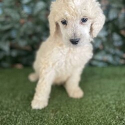 3 x Standard Poodles Parti Factored (DNA Clear) Free Delivery Sydney/Other//Younger Than Six Months,5 x Parti Factored Cream Standard Poodle puppies available to loving homes. We will be coming to Sydney the 23rd August.- 3 x males ($1800) 1 SOLD- 2 x females ($3000) 1 SOLDPuppies come :- With first round of vaccinations (fully vaccinated) & microchipped- Vet check report- 6 weeks free pet insurance- Not desexed- Wormed every 2 weeksThe puppies have been raised indoors and outdoors, and around children and other puppies.The father is a Cream Parti Standard Poodle who weighs 27kg and is DNA tested clear, the mother 26kg Cream Standard Poodle and is also DNA clear. We own both parents and i can send photos of parents on request. Because the dad is a parti poodle, these puppies will carry the parti gene.Puppies are non shedding, and will have similar energy levels than a groodle, labradoodle, aussiedoodle, bordoodle.Once our puppies leave, we:- Would love to see updates!- Offer a rehoming policy- Offer a 18 month health guarantee- Have a Facebook page you can stay in touch or see other puppies we have bred- Offer support and are free to talk at any time throughout your puppies lifeWe are located in Nyngan NSW, can get to Dubbo at any stage. Road transport is usually organised from Dubbo. There will be free transport to Sydney, with a chosen meeting location and time. Happy to arrange other freight at buyers expense, flights from Sydney to another capital city are usually around $300Full members of AAPDB: 16947BIN: B000738270We have a website & Facebook page Country Canine Co. Please look on our Facebook group Country Canine Co. Families for photos of the previous litter as adults.