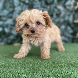 1 x Female Toy Cavoodle (DNA Clear) Free Delivery Sydney/Other//Younger Than Six Months,1 x Female F1 Tiny Toy Cavoodle available to a loving home. We will be heading to Sydney on the 23rd August. This beautiful girl was the smallest in the litter and is still a very small little girl with a big loving personality. She has always been the most confident and affectionate.Currently weighs 1.1kg at 15 weeks oldPuppies come :- With first & second round of vaccinations & microchip- Vet check report- 6 weeks free pet insurance- Not desexed- Wormed every 2 weeksThe puppies have been raised indoors and outdoors, and around children and other puppies.The father is an apricot toy poodle with pedigree papers who weighs 3.7kg and is DNA tested clear. The mum is a blenheim King Charles cavalier who weighs 5.2kg and is also DNA tested. We own both parents and i can send photos of parents on request.Once our puppies leave, we:- Would love to see updates!- Offer a rehoming policy- Offer a 12 month health guarantee- Have a Facebook page you can stay in touch or see other puppies we have bred- Offer support and are free to talk at any time throughout your puppies lifeWe are located in Nyngan NSW, can get to Dubbo at any stage. Road transport is usually organised from Dubbo. There will be free transport to Sydney with one of our staff members, with a chosen meeting location and time. Happy to arrange other freight at buyers expenseFull members of AAPDB: 16947BIN: B000738270We have a website & Facebook page Country Canine Co. Please look on our Facebook group Country Canine Co. Families for photos of the previous litter as adults.