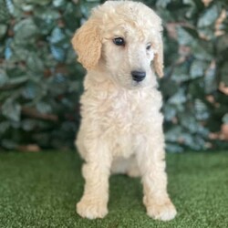 3 x Standard Poodles Parti Factored (DNA Clear) Free Delivery Sydney/Other//Younger Than Six Months,5 x Parti Factored Cream Standard Poodle puppies available to loving homes. We will be coming to Sydney the 23rd August.- 3 x males ($1800) 1 SOLD- 2 x females ($3000) 1 SOLDPuppies come :- With first round of vaccinations (fully vaccinated) & microchipped- Vet check report- 6 weeks free pet insurance- Not desexed- Wormed every 2 weeksThe puppies have been raised indoors and outdoors, and around children and other puppies.The father is a Cream Parti Standard Poodle who weighs 27kg and is DNA tested clear, the mother 26kg Cream Standard Poodle and is also DNA clear. We own both parents and i can send photos of parents on request. Because the dad is a parti poodle, these puppies will carry the parti gene.Puppies are non shedding, and will have similar energy levels than a groodle, labradoodle, aussiedoodle, bordoodle.Once our puppies leave, we:- Would love to see updates!- Offer a rehoming policy- Offer a 18 month health guarantee- Have a Facebook page you can stay in touch or see other puppies we have bred- Offer support and are free to talk at any time throughout your puppies lifeWe are located in Nyngan NSW, can get to Dubbo at any stage. Road transport is usually organised from Dubbo. There will be free transport to Sydney, with a chosen meeting location and time. Happy to arrange other freight at buyers expense, flights from Sydney to another capital city are usually around $300Full members of AAPDB: 16947BIN: B000738270We have a website & Facebook page Country Canine Co. Please look on our Facebook group Country Canine Co. Families for photos of the previous litter as adults.