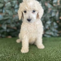 3 x Standard Poodles Parti Factored (DNA Clear) Free Delivery Sydney/Other//Younger Than Six Months,5 x Parti Factored Cream Standard Poodle puppies available to loving homes. We will be coming to Sydney the 23rd August.- 3 x males ($1800) 1 SOLD- 2 x females ($3000) 1 SOLDPuppies come :- With first round of vaccinations (fully vaccinated) & microchipped- Vet check report- 6 weeks free pet insurance- Not desexed- Wormed every 2 weeksThe puppies have been raised indoors and outdoors, and around children and other puppies.The father is a Cream Parti Standard Poodle who weighs 27kg and is DNA tested clear, the mother 26kg Cream Standard Poodle and is also DNA clear. We own both parents and i can send photos of parents on request. Because the dad is a parti poodle, these puppies will carry the parti gene.Puppies are non shedding, and will have similar energy levels than a groodle, labradoodle, aussiedoodle, bordoodle.Once our puppies leave, we:- Would love to see updates!- Offer a rehoming policy- Offer a 18 month health guarantee- Have a Facebook page you can stay in touch or see other puppies we have bred- Offer support and are free to talk at any time throughout your puppies lifeWe are located in Nyngan NSW, can get to Dubbo at any stage. Road transport is usually organised from Dubbo. There will be free transport to Sydney, with a chosen meeting location and time. Happy to arrange other freight at buyers expense, flights from Sydney to another capital city are usually around $300Full members of AAPDB: 16947BIN: B000738270We have a website & Facebook page Country Canine Co. Please look on our Facebook group Country Canine Co. Families for photos of the previous litter as adults.