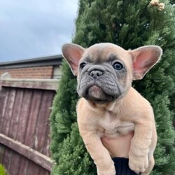Adopt a dog:French Bulldog Female, Blue Fawn carrying Cream. Adamts3 Cleared/French Bulldog//Younger Than Six Months,MDBA Registered Female French Bulldog Breed by Four Paw Tonkas(Nala/Yellow) Blue Fawn carrying Cream French Bulldogay/ay ky/ky d/d E/e Em/En I/iOrivet Dna tested5 panel ClearedWill never be affected by Adamts3This girl is currently 6 weeks old and ready for her forever home on 6/9/2022 she is such a sweet puppy raised in a family home where she’s had interaction with other dogs and children. She’s passed her 6 week vet health check. Her colouring is stunning and her coat is so soft. Both parents are in great health, perfect breathing, open nares, no allergies.Instagram: FourpawtonkasFacebook: Four Paw TonkasEmail: Four******@******com REVEAL_DETAILS Message or email if you have any further questions.