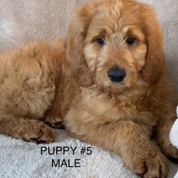 GROODLE PUPPIES/Golden Retriever//Younger Than Six Months,This gorgeous litter of red Groodle puppies were born on 6th June, 2022. Puppies ready for their new homes now.Mum is a pure Golden Retriever and Dad is a red, pure standard Poodle. Both parents have been DNA tested by Orivet and tested all clear of any genetic diseases. Dad has also been Hip and Elbowed scored with great results. Both parents are very loving and affectionate. You are able to meet them if you pick up your new puppy from our property.Puppies come wormed fortnightly, Microchipped, Vaccinated and Vet Checked at 6 weeks of age - 19th July.Puppies all have fleece coats and will be low, to some non shedding. They are very easy to train due to the intelligence of the Poodle in them. Groodles are a Grand dog.I am a very small Breeder and am a member of Responsible Pet Breeders (RPBA) #9574.I do a free delivery to Tullamarine or you are most welcome to visit here to pick up your new Puppy. Interstate flights can be arranged at an extra cost.Microchip numbers of the puppies are: 953010005803309, 953010005783959, 953010005783967, 953010005803330, 953010005803255, 953010005803252, 953010005803266, 953010005803362, 953010005803314, 953010005803338.