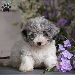 Hailey/Miniature Poodle									Puppy/Female	/8 Weeks,To contact the breeder about this puppy, click on the “View Breeder Info” tab above.