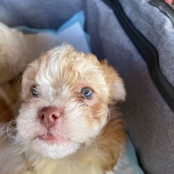 Maltese shih tzu 1 girl available with green eyes/Maltese//Younger Than Six Months,Hello 1 beautiful pup 