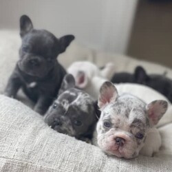 French bulldog pups/French Bulldog//Younger Than Six Months,We have 5 beautiful French bulldog puppies looking for their new homesMum is a lilac MerleDad is a blue/fawnNOW 5 WEEKS AND READY TO LEAVE in a few weeks $45001 Blue/Tan female1 lilac Merle female 1 blue Merle female1 blue male1 pied maleAll our babies are 100% DNA by parentage 