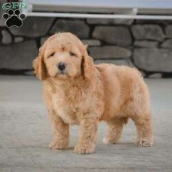 Spot/Mini Labradoodle									Puppy/Male	/6 Weeks,To contact the breeder about this puppy, click on the “View Breeder Info” tab above.