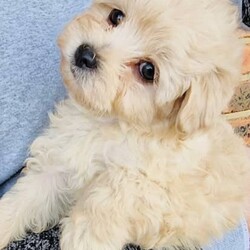 Adopt a dog:Moodle (maltese X poodle) males/Maltese//Younger Than Six Months,4 beautiful male Moodles (Maltipoo)both mum and dad are Moodlepuppies got their first vaccinemicrochippedwormed and flea treatment1; 9560000158303892; 9560000158258813; 956000015828079 sold4; 956000015819063 soldBreeder Aminisource MB157690license NCPI 9003475