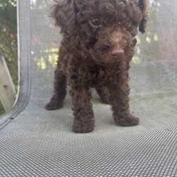 ToyPoodle xToy Miniature Poodle / DNA Tested./Poodle (Toy)//Younger Than Six Months,2Black boy 2 Chocolate girls 1tiny little girl Chocolate, vaccinated microchip vet checked wormed looking for their forever home beautiful natures mum‘s Chocolate ,dads Red Only mum and dad have been DNA .