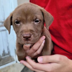 Adopt a dog:Honeycrisp/Terrier/Female/Baby,Honeycrisp is a sweet 6 week old puppy.  She was born in a shelter in the South and was transported to our rescue at 1 week old. Her mom took good care of her and now this pup is ready to find a Furever Home.  If interested in adopting please call Gerry at 914 346 1319 or email Debbie at robanddeb79@aol.com.