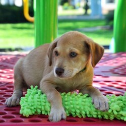 Adopt a dog:Warren/Labrador Retriever/Male/Baby,Introducing the 