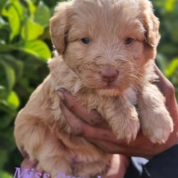 Bordoodle Puppies/Other//Younger Than Six Months,Gorgeous Bordoodle puppies available2 Males $30002 Females Wheaten $37002 Black Females $3500Born 12 August and ready for their new loving homes 7 OctoberCurrently 4 weeks oldWormed at 2, 4, 6 & 8 weeks oldMicrochipped, vaccinated and 2nd vet check at 6 weeks of ageMum is a beautiful loving Border Collie Dad is a Red Mini Poodle, DNA tested with excellent results to ensure high quality puppies are produced.These puppies will be medium size dogs with approximate weights ranging between 9kg- 15kgs.All puppies come with a puppy pack including toys, food and accessories to help you prepare for them.Puppies will be toilet trained and are socialised with people and other pets to help them with social skills and playtimeWe are flexible with viewing times and offer video calls for interstate buyersGive us a call or send us a message to help you find your perfect forever puppy 