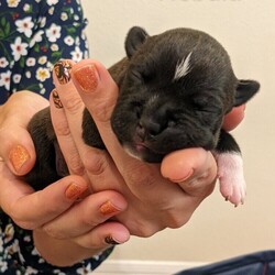 Nebula/Pit Bull Terrier/Female/Baby