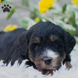Bailey/Mini Bernedoodle									Puppy/Female	/8 Weeks,Come to Greenbrier Homestead, and see puppies that “don’t just see outdoors, they play outdoors” on our spacious, lawn-type meadows from an early age. This develops in our puppies natural disease immunity, good muscle tone, stable neurological connections, and a general good-will disposition. Give us a call to see how you can make this adorable puppy become yours today! 