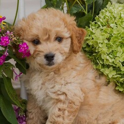 Abby/Goldendoodle									Puppy/Female	/10 Weeks