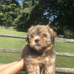 Luke/Havanese Mix									Puppy/Male	/8 Weeks,To contact the breeder about this puppy, click on the “View Breeder Info” tab above.
