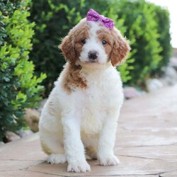 Melissa/Goldendoodle									Puppy/Female	/6 Weeks