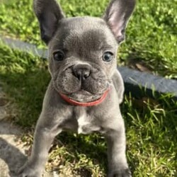 Adopt a dog:blue French bulldog female/French Bulldog//Younger Than Six Months,8 weeks old on the 20th SeptemberPedigree French Bulldog puppyEllis Frenchies has 1 gorgeous chunky baby ( 3boys 3 girls)available to the very best of homes!!Please call or text ******3194 REVEAL_DETAILS MDBA 17614All our babies are raised inside our home with our children and other pets, they are very well socialised and loved.They will leave*Health checked by a licensed veterinarian ( health certificate)* microchipped*953010005792630* vaccinated* up to date with worming* limited registration with MDBA* mains can be arrangedLast 2 pictures are of the parent ( mum is blue brindle, dad is lilac and tan)