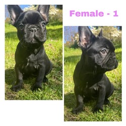 French Bulldog Puppies / carry testable and LHG/French Bulldog//Younger Than Six Months,3 beautiful puppies left looking for their forever homes 
