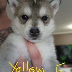 Siberian Husky Puppies/Siberian Husky//Younger Than Six Months,5 beautiful female pups still looking for there new forever homes :)They are currently 9 weeks old and ready to go asap :)Pups come Microchipped, vaccinated and documents :)Photo of mum and dad attached alsoPups are very playful and very friendly love to be around other people and kids :)We own mum and dad and they're both very well looked after dogs :)