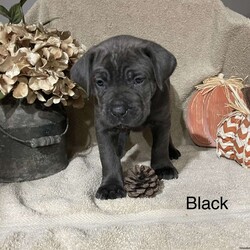 Black/Cane Corso									Puppy/Female	/6 Weeks,Meet these sweet cuties. Family raised indoors with kids. Both parents live indoors and have the role as members of the family. Good temperament and nice structure. 