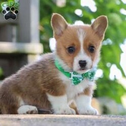 Forest/Pembroke Welsh Corgi									Puppy/Male	/10 Weeks,If you meet this little one you will not forget him. Forrest has the sweetest, outgoing personality of an AKC Pembroke Welsh Corgi. Matching his amazing personality is his level of cuteness. His adorable little face, with shining brown eyes and spunky, sweet temperament are the perfect combination. This pup loves to run and play in the grass, showing off his cute little bounces and hops. He will be your tiny shadow throughout the day whether you are out and about, resting in the shade, or sitting on the couch to relax and watch a movie. You will also find he really loves getting treats from his favorite people and making lots of new friends. Much like their babies both parents have an amazing personality. These parents have both been tested, their babies are DM Safe. Victoria the momma loves to meet and greet everyone with lots of kisses. She is an AKC Pembroke Welsh Corgi. She weighs 23lbs. Marcus dad loves to be the star of the show, stealing all the attention. He is an AKC Pembroke Welsh Corgi. He weighs 27lbs. All our babies join their forever family up to date on vaccines and dewormer, head to tail vet check done, Microchipped, AKC puppy application to register and our one-year health guarantee. You are welcome to come meet the babies. If you would like to come meet this pup or have any additional questions, feel free to call me. -Adrian Helmuth 330-600-5883