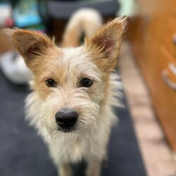 Adopt a dog:Luke 2/Parson Russell Terrier/Male/Young,Luke 2, male, 1.5 year old, Parsons Russell Terrier mix. He is a sweet, fun loving little guy. He was good with the other little dogs and Darla yesterday.

To adopt or foster, please call the facility. 209-533-3622 or fill out the form
https://www.foac.us/dog-adoption-applicatio