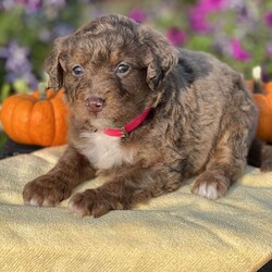 Angel/Mini Bernedoodle									Puppy/Female	/7 Weeks,Meet Angel!  This beautiful mini Bernedoodle will steal anyones heart. Beautiful colors and stunning eyes.  She is everything this you are looking for.   Family raised around kids. She is vet checked, wormed and up to date on shots.  Call today. 