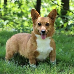 Forest/Pembroke Welsh Corgi									Puppy/Male	/10 Weeks,If you meet this little one you will not forget him. Forrest has the sweetest, outgoing personality of an AKC Pembroke Welsh Corgi. Matching his amazing personality is his level of cuteness. His adorable little face, with shining brown eyes and spunky, sweet temperament are the perfect combination. This pup loves to run and play in the grass, showing off his cute little bounces and hops. He will be your tiny shadow throughout the day whether you are out and about, resting in the shade, or sitting on the couch to relax and watch a movie. You will also find he really loves getting treats from his favorite people and making lots of new friends. Much like their babies both parents have an amazing personality. These parents have both been tested, their babies are DM Safe. Victoria the momma loves to meet and greet everyone with lots of kisses. She is an AKC Pembroke Welsh Corgi. She weighs 23lbs. Marcus dad loves to be the star of the show, stealing all the attention. He is an AKC Pembroke Welsh Corgi. He weighs 27lbs. All our babies join their forever family up to date on vaccines and dewormer, head to tail vet check done, Microchipped, AKC puppy application to register and our one-year health guarantee. You are welcome to come meet the babies. If you would like to come meet this pup or have any additional questions, feel free to call me. -Adrian Helmuth 330-600-5883