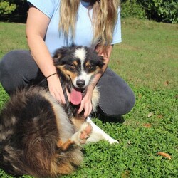 Adopt a dog:Chickpea/Australian Shepherd/Female/Young,This one-year-old Australian Shepherd came to ACSKC as a stray. She was very shy at first, especially when she was led on leash for her daily walks. But she wasn't shy for long! By the time her stray hold was up, she had gained her confidence, and was wagging her nub tail at anyone who came to see her! Chickpea now walks easily on leash. She does jump up on people to say hi and when she's excited, which is all the time! For this reason, we recommend that kids in the home are 12 and older lest she knock them over. She loves other dogs and wouldn't mind sharing a home with them! Chickpea has lots of energy, which is to be expected of her breed. She will need to have a daily outlet for exercise, and her owner should expect to take her frequently to the groomer. Chickpea has been spayed, microchipped, and is housetrained! Meetings and adoptions are currently by appointment only. Please go to our website, kenthumane.org/adoption-application to get started.Once approved, we will call you to set up an appointment to meet with them!