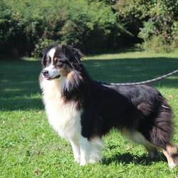 Adopt a dog:Chickpea/Australian Shepherd/Female/Young,This one-year-old Australian Shepherd came to ACSKC as a stray. She was very shy at first, especially when she was led on leash for her daily walks. But she wasn't shy for long! By the time her stray hold was up, she had gained her confidence, and was wagging her nub tail at anyone who came to see her! Chickpea now walks easily on leash. She does jump up on people to say hi and when she's excited, which is all the time! For this reason, we recommend that kids in the home are 12 and older lest she knock them over. She loves other dogs and wouldn't mind sharing a home with them! Chickpea has lots of energy, which is to be expected of her breed. She will need to have a daily outlet for exercise, and her owner should expect to take her frequently to the groomer. Chickpea has been spayed, microchipped, and is housetrained! Meetings and adoptions are currently by appointment only. Please go to our website, kenthumane.org/adoption-application to get started.Once approved, we will call you to set up an appointment to meet with them!