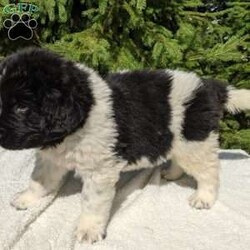 Winston/Newfoundland									Puppy/Male	/6 Weeks,To contact the breeder about this puppy, click on the “View Breeder Info” tab above.