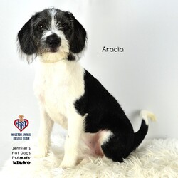 Adopt a dog:Aradia/Terrier/Female/Baby,Puppy Aradia here!

This 4 months old, 15 pounds Terrier/Hound girl is a joy to be around. Her soft coat and cute face are a delight.To meet me, please fill out an adoption application on https://www.hartrescue.com/adoption-proce