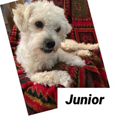 Adopt a dog:Junior/Poodle/Male/Young,Meet Sweet Junior ?
Junior is about a year old, poodle mix with cuteness!!!
He weighs about 15 pounds. He is approximately 1 year old.
He likes other dogs and people!! Junior is currently in a foster home and is being crate trained at night. 
As with all of our doggies we would never guarantee they are 100% potty trained, this is something that needs to be followed through once in their forever home.
We are now accepting applications for this precious guy.

Our adoption application can be found on our website mellsmutts.com and emailed back to mellsmutts@yahoo.com