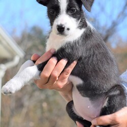 Adopt a dog:me/Wire Fox Terrier/Female/Baby,LOOKING FOR THE ADOPTION APPLICATION FORM? 
Please visit our website at: www.LHAR.dog 

If application is approved, pup will be held for you to adopt Saturday 11/5
.
Location: WagsMore Adopt & Shop 450 Prospect Blvd, Frederick MD 21701 

Age approx. 10 weeks as of 11/5

Adoption donation for this pup is $275 plus a $100.00 spay/neuter deposit. Around the age of 6 months, adopter will agree to take the pup to vet of their choice for spay/neuter procedure. Once complete we ask for the documentation to be sent back to LHAR and we will issue a $100.00 deposit refund check to adopter.

This includes: Age appropriate vaccines and dewormings, 

Size: Small when full grown

Breed: Wire Haired Terrier Mix is  best guess? 

Please note our requirements to adopt
 1. Fill out our online application at: Www.LHAR.dog
 2. We require all current pets in the household to be up to date on shots and be spayed/neutered. Veterinary references will be contacted. 
3. We require that someone be in the home/work from home half of the work day throughout the work week. It is not healthy for a puppy to be crated and left alone for 5 or more hours a day. Lunch breaks are not considered home half the work day and asking a neighbor to stop in is not considered home half the day

Their Story: LHAR this social girl with the help of an organization in rural WV. She is an energetic cuddlier who loves to wrestle and play with her foster siblings  

Weight: approx. 7 lbs as of 10/30

Photos were taken on 10/30

Questions? Please email: lharinfo@gmail.com 
Adoption donation fees: Please know that 100% of our fees go towards the rescue of puppies and dogs in need. Lonely Hearts Animal Rescue is a 501c3 non-profit organization. 

Thank you for considering a rescue pup!