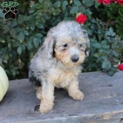 Wendy/Miniature Poodle									Puppy/Female	/8 Weeks,Check out this energetic Miniature Poodle puppy with a beautiful coat! This puppy is vet checked and up to date on vaccinations & dewormer. Each puppy would make a great companion for your home. If you are interested in meeting this cutie, please contact the breeder today!
