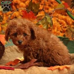 Rex/Miniature Poodle									Puppy/Male	/33 Weeks,Here comes the cutest red Mini Poodle you will ever meet! This adorable puppy is up to date on shots and dewormer and has been seen by the vet! The breeder raises the puppies in their house to make sure each puppy receives extra attention and socialization. If you are searching for a puppy who will be the perfect house dog contact the breeder today!To contact the breeder about this puppy, click on the “View Breeder Info” tab above.