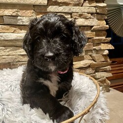Rubi/Bernedoodle									Puppy/Female	/8 Weeks,Rubi is shy and a sweetheart!  Loves to be held and will give tight hugs!  Perfect companion dog! 