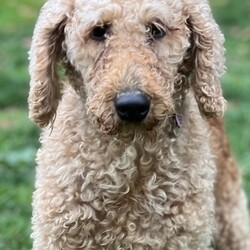 Adopt a dog:Natalie/Standard Poodle/Female/Adult,*ALEX & NATALIE ARE A BONDED PAIR & MUST BE ADOPTED TOGETHER*
*FAMILIES INTERESTED IN ALEX & NATALIE MUST HAVE A FENCED IN YARD*

Alex and Natalie are 5 year old spayed female Labrador Retriever/Poodle mixes who weigh 42 and 45 lbs, respectively. They were rescued from a commercial kennel after they were no longer wanted for breeding purposes. Alex and Natalie have always lived together and Alex has relied on Natalie for comfort during their transition from breeding machines to beloved house pets. Everything in their foster home is brand new to them, but they are doing their best to be brave. Bit by bit Alex and Natalie are learning about the finer things in life and getting more comfortable with their surroundings. They'd do best in a quiet home with a fenced in yard to enjoy. Alex is more reserved than Natalie, but has started to approach her foster family to ask for attention. Natalie loves to be pet when she asks for it. Both have been nothing but sweet despite the drastic changes around them, and have so much potential to become confident companions. Natalie and Alex seem to be housebroken and are crate trained. They haven't jumped up on people, and mostly keep to themselves. Other dogs have done wonders for their confidence, so their ideal home will have a confident canine companion to help show them the ropes. Snuggling together or with their canine pals is their favorite thing to do. Alex and Natalie do everything together - it is the sweet thing to watch! We cannot wait to watch this pair flourish in their forever home... could that be yours??

Help us continueto step up for dogs like Alex and Natalie and consider donating towards their medical care:https://secure.givelively.org/donate/all-4-paws-rescue/did-you-know-recent-rescue-stats
Interested in adopting? Take the first step and complete an adoption application:www.all4pawsrescue.com/
We are always looking for new volunteers and fosters; learn more about how to help us help animals in need:www.all4pawsrescue.com/get-involved
Follow us on Facebook for current events and a complete list of our adoptable dogs:www.facebook.com/all4pawsrescue/
All 4 Paws is a non-profit, all-breed, no-kill animal rescue based in Malvern, PA. As a foster-based organization, we do not have a kennel facility you can visit. All adoptions must take place at our office in Malvern, PA so adopters living outside of our area should be prepared to travel. Please read our FAQs to learn more about our adoption process and organization: www.all4pawsrescue.com/faq